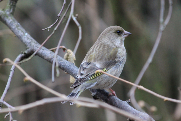 Verdier d'Europe (Chloris chloris) femelle &copy; Pierre No&euml;l